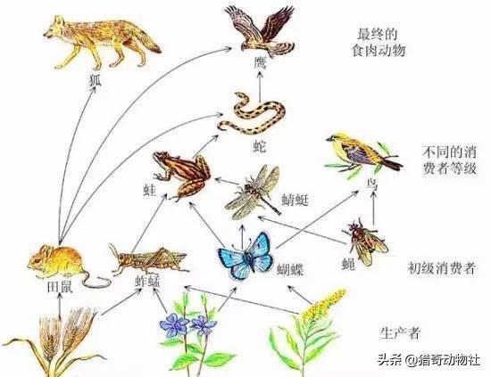 华丽巨蚊会捕食蚊子吗:如果不考虑生态平衡，人类利用一切科技资源，使蚊子消失灭绝吗？