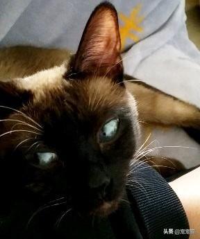 小猫图片:小猫图片简笔画 养猫的人，一般都关注猫咪的哪些问题？
