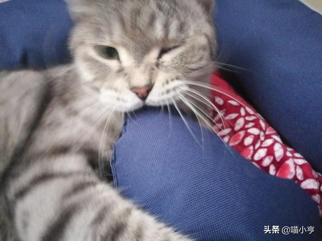 猫咪吃什么天然猫粮好:大家养的狸花猫一般喂什么猫粮？