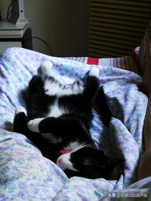 你最想养的宠物猫是什么品种？现在实现了吗？