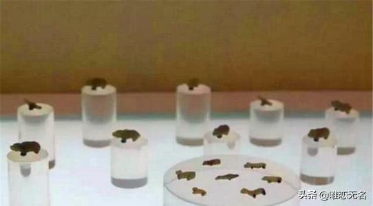 曾侯乙的嘴里为什么含了那么多的小动物？这些小动物是干什么用的？插图7