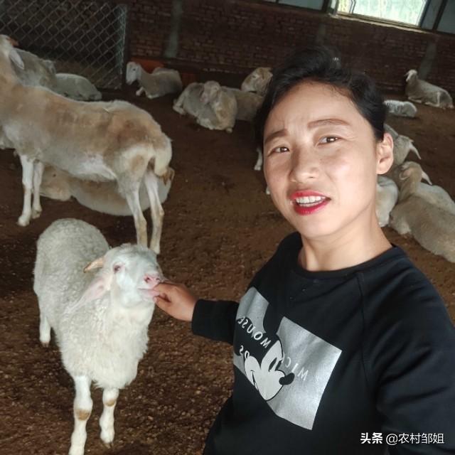 牛羊脑炎疫苗:在农村养羊人容易得什么病？
