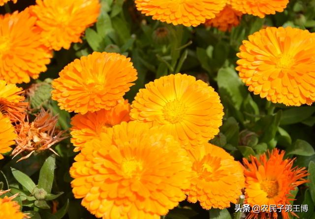 金盏菊:金盏菊几月播种好？如何养护？