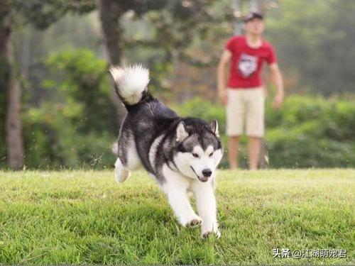 阿拉斯加犬性格忠实活泼:金毛、萨摩耶、阿拉斯加、边牧，这四种哪种适合第一次养狗的人？