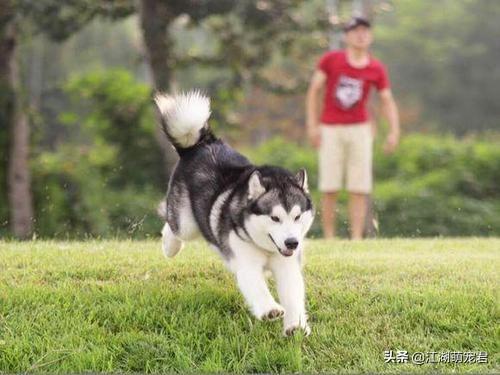 阿拉斯加犬性格特征:阿拉斯加出门害怕，该怎么办？