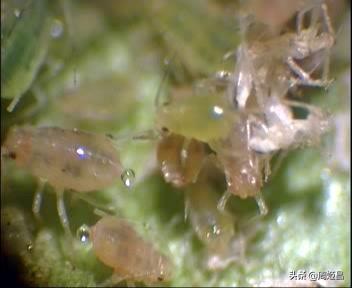 昆虫有哪些:昆虫有哪些 家里喜欢出现的虫子有哪些？