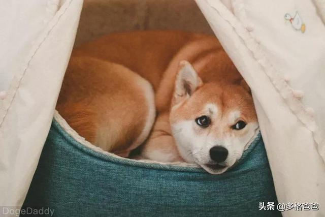 宠物狗种类:最受美国欢迎的宠物狗品种有哪些？