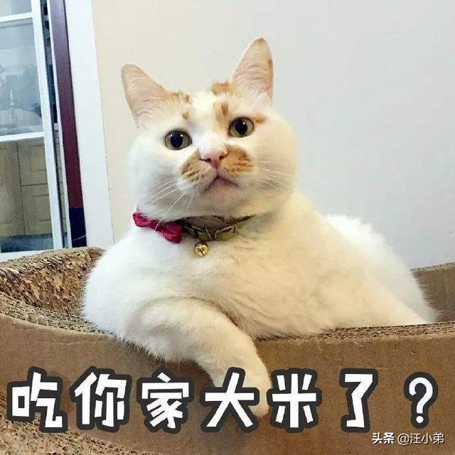 猫咪不乖by:家里的猫主子嫌弃伙食不好不吃饭，应该怎么办？