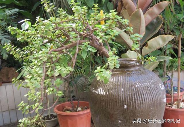 金枝玉叶评价:如何评价《延禧攻略》的番外篇《金枝玉叶》？