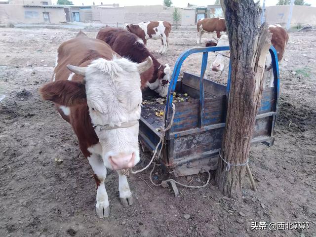 牛配种视频:母牛配种后淌血是怎么回事？还能怀孕吗？