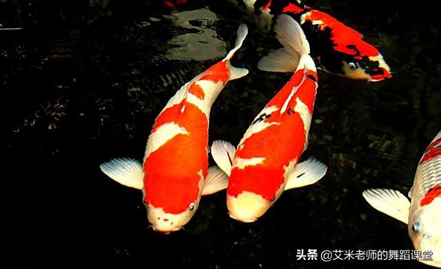 孔雀鱼怎么养:刚出生几天的孔雀鱼苗怎么养？