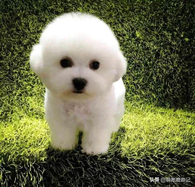 比熊犬怎么养:饲养比熊犬有什么禁忌不能犯，不然会缩短它的寿命？