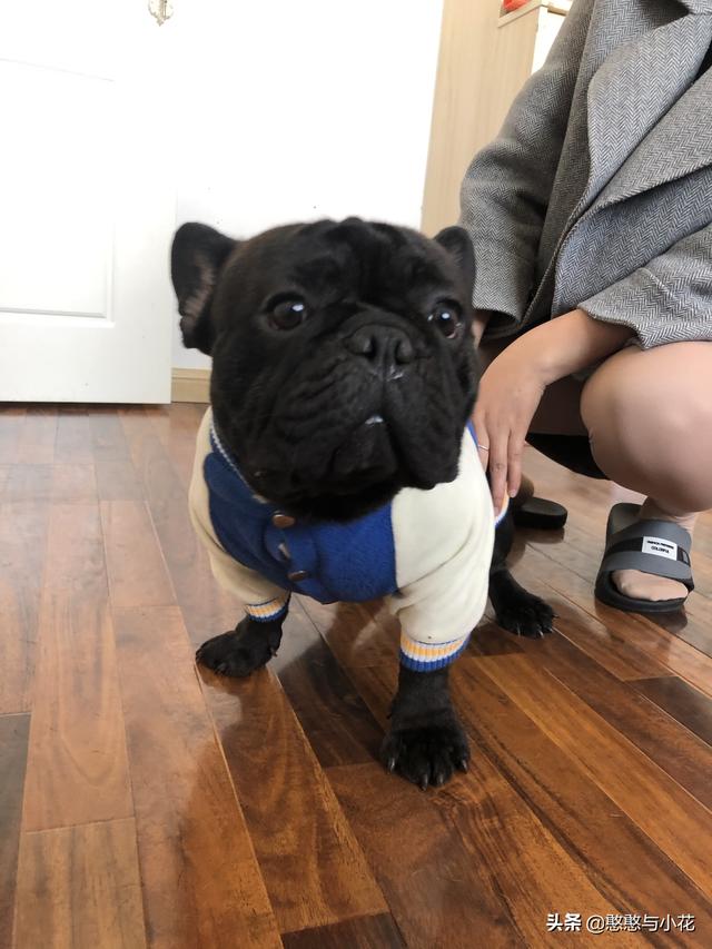 沉默的斗牛犬相关问答:为什么有的人说不敢养法国斗牛犬呢？它一般会有什么常见的疾病？ 沉默的斗牛犬的小说
