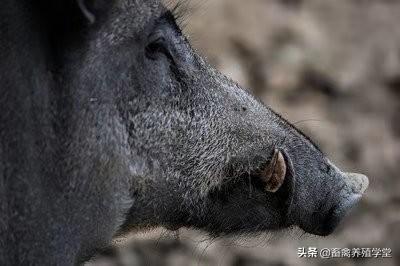 散养:在农村散养野猪究竟是骗局，还是发家致富的途径？