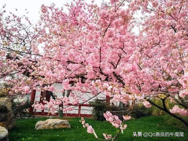 樱花树与樱桃树有什么不同？