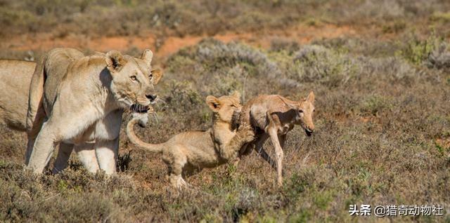 刚出生的雄狮狗图片:豹子和狮子能杂交吗？后代会是怎样的动物？