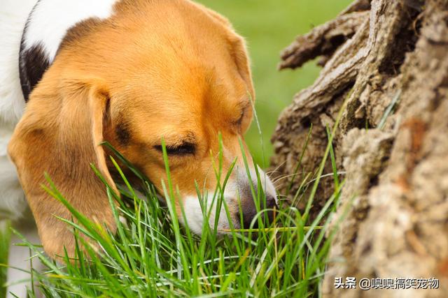 黄泥磅福原爱宠物医院:狗狗突然拼命吃草，是怎么回事？