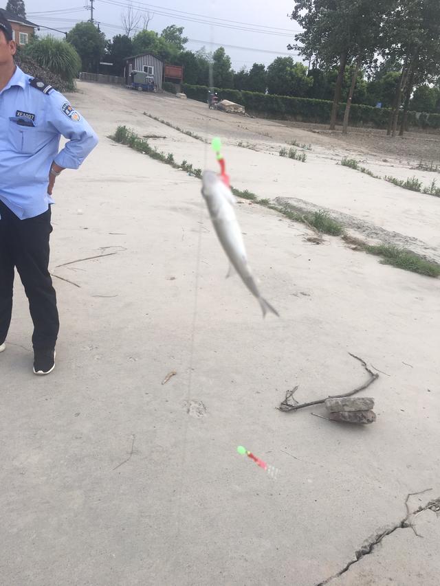 猫用尾巴钓鱼废那个视频:为什么会有钓鱼穷三年路亚毁一生的说法？