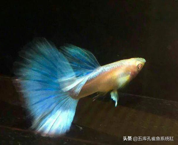 小型观赏鱼图片与名字:想养小型鱼有哪些推荐的？