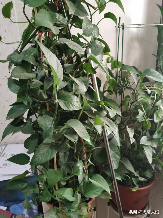 6种会带来晦气的盆栽绿植,绿萝的危害是什么？红薯叶能做室内绿化吗？