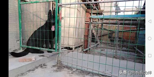 隐睾症图片 真实:小儿隐睾症的真实图片 城市宠物狗的生活是否符合犬类的习性，给宠物狗绝育是否人道？