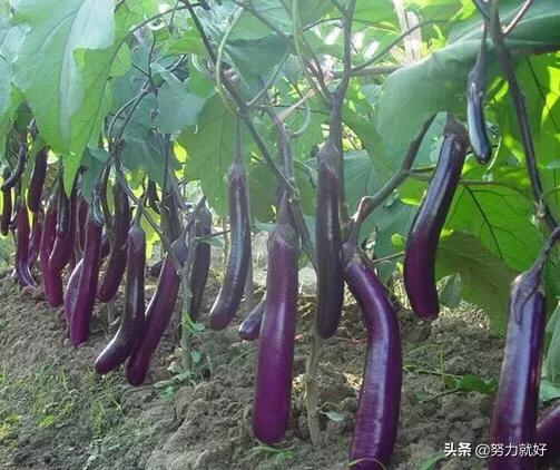 茄子有哪些种类？要如何种植管理才能高产？