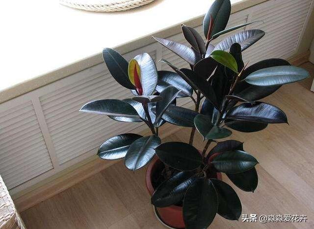 橡皮树图片:室内养植橡皮树有哪些注意事项？可以放在卧室养植么？