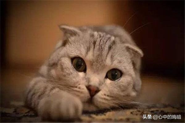 猫泛白细胞减少症病毒英文:猫咪五大传染病以及预防？