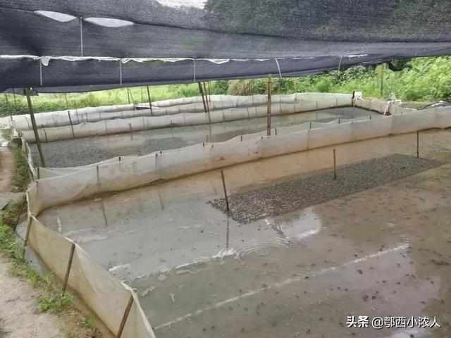 牛蛙养殖技术规范:牛蛙养殖技术视频 如何集约化养殖牛蛙？有何特点？