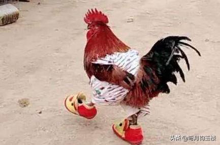 头条问答 - 假如所有人类都变成鸡,保留寿命智商,人类还能重建社会吗?