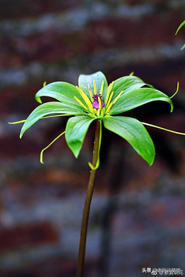 头条问答 - 虎掌草和七叶一枝花有何区别?(1个回答)
