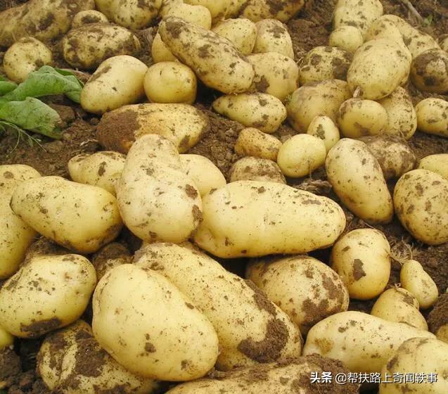 市面上的土豆越来越大，究竟和膨大剂有没有关系？你会吃吗？插图4