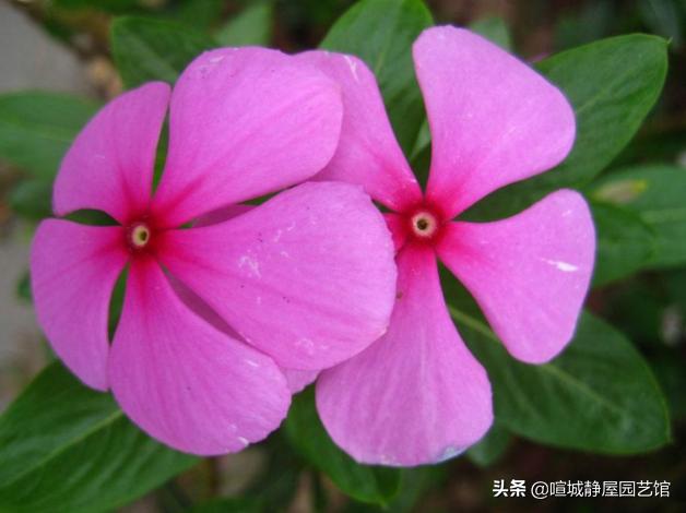 头条问答 长春花 四季常绿 花色繁多 室内栽培要如何管理呢 喧城静屋园艺馆的回答 0赞