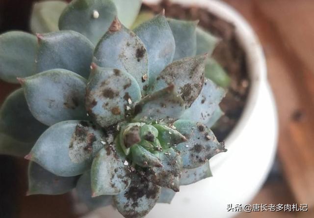 多肉植物蚜虫怎么防治:多肉植物怎么样才算是生病？