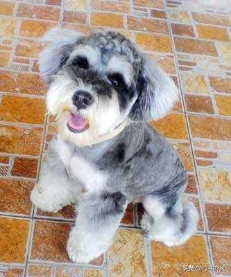 雪纳瑞狗:小型犬哪种好养又可爱？雪纳瑞怎么样？