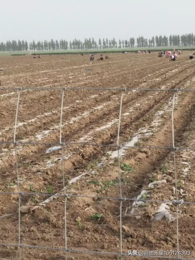 小麦草无土栽培:无土栽培种植方法都有哪些？