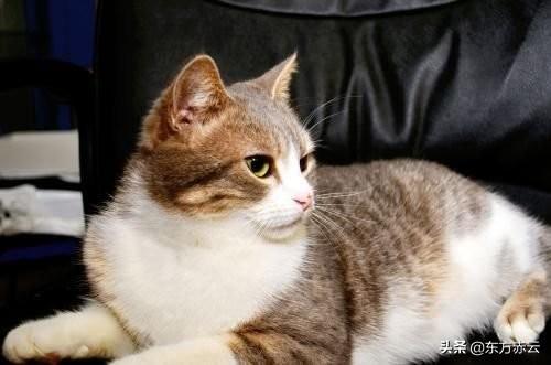 外国小猫品种伯曼猫:布偶是不是猫界里的颜值第一？