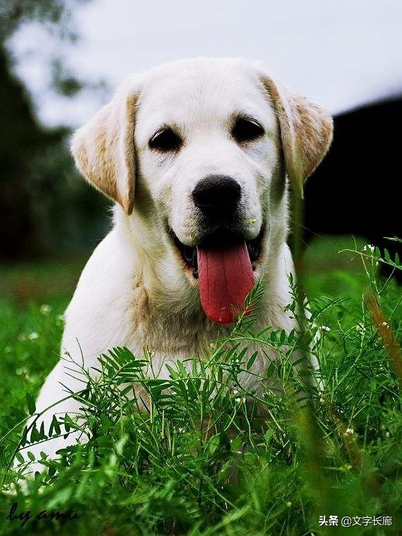 头条问答 为什么现在农村犬叫声少 而城中 犬吠声多 26个回答