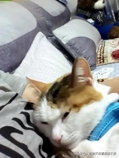 你什么时候被猫的智商震惊了？插图46