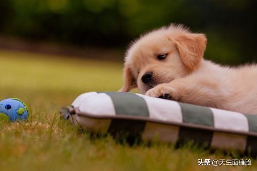 狗狗搜索书籍:有没有什么教狗的书推荐？