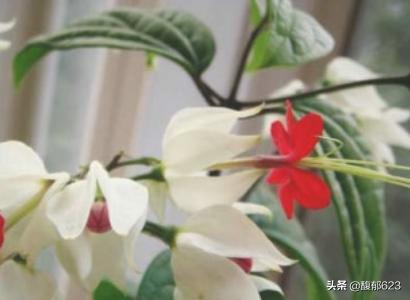 龙吐珠:龙吐珠 鱼 龙吐珠的养殖方法和注意事项？
