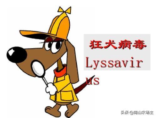 狂犬病能治好吗:如果能治愈狂犬病，会有什么样的奖？