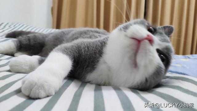 宠儿香猫咪营养膏:猫咪营养膏到底有没有用？