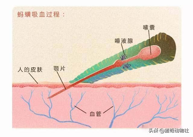 蚂蝗吃什么东西:蚂蝗吃什么东西鸡血 蚂蝗会被鸟吃吗？有什么动物是吃蚂蟥的?