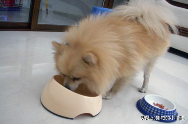 狗坚强 banana:捡来的狗狗受伤了怎么办？ 狗坚强什么意思