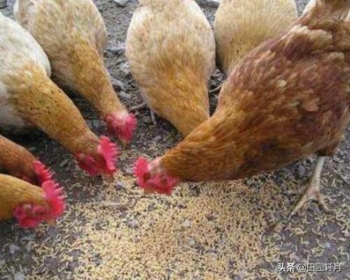 费列罗里有多少活蛆:世界上最恶心的食物有哪些？