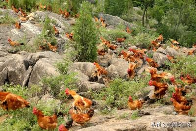 鸡大肠杆菌病的防治:散养鸡群一旦发生传染病应该怎么办？