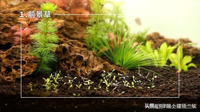 莫丝水草需要水草泥吗:草缸用玄武岩做底沙可以吗？ 莫丝可以种水草泥上吗