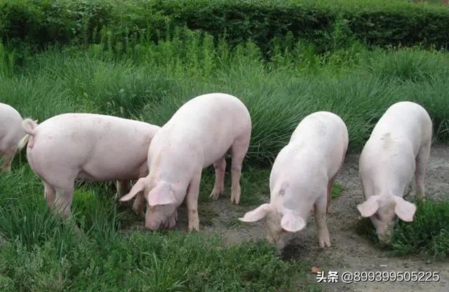 母猪生小孩:如果不生小孩，可以多活三十年，你还愿意生小孩吗