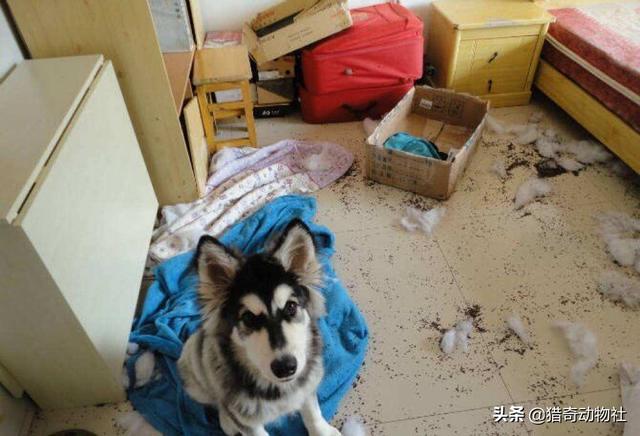 雪橇三傻的传奇:如果把哈士奇放到狼群里养，会不会就不“二”了呢？